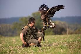 Setkání se sokolníkem a dravci