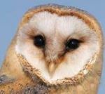 Návštěva u sovy Žofky