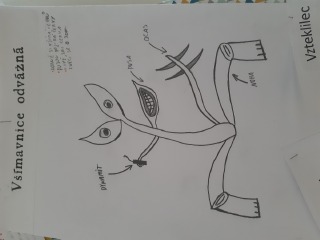 Všímavnice odvážná